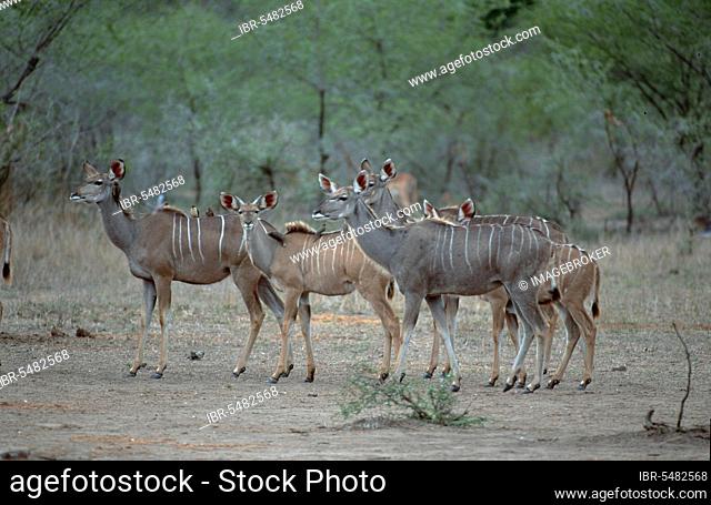 Greater kudu (Tragelaphus strepsiceros) kudu, female and young, Kruger National Park, South Africa, Africa