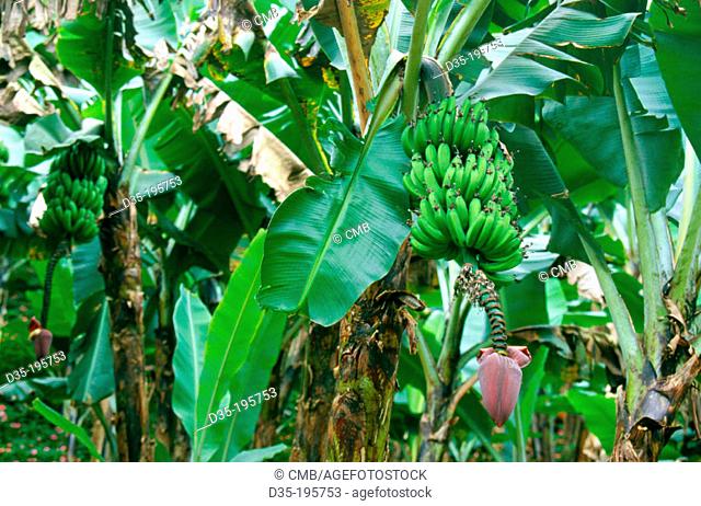 Banana plant (Musa paradisiaca). Costa Rica
