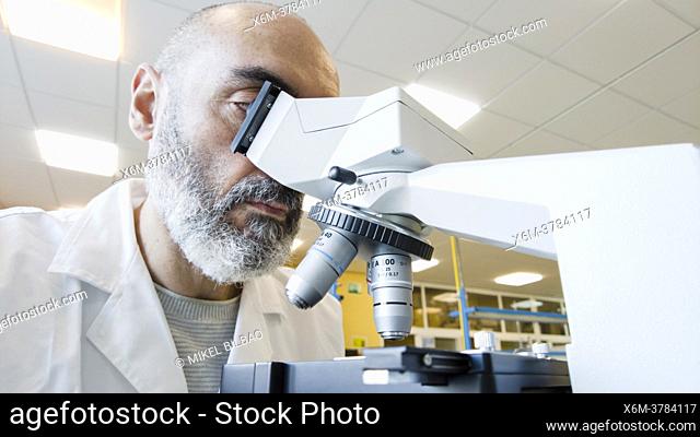 Mature scientist male in his 50s wearing a lab coat looking through a microscope in a laboratory. Basque Country, Spain, Europe