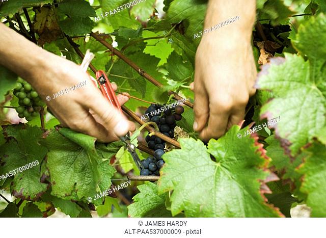 Hands cutting grapes from vine, close-up