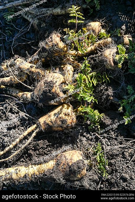 08 March 2022, Brandenburg, Potsdam: Parsnips are currently being harvested in the fields of the organic vegetable farm Florahof in Bornim