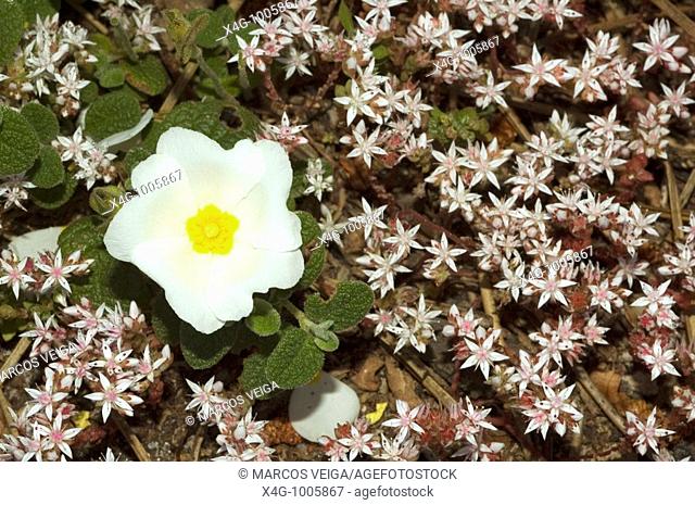 Flor de jara negra o morisca, Sageleaf rockrose flower, Cistus salvifolius  Pontevedra, España