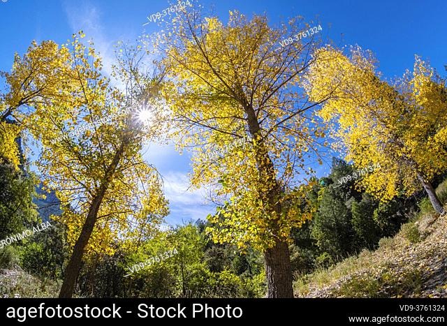 Trees with autumn leaves, Natural Park of the Sierras de Cazorla, Segura and Las Villas, Jaen province, Andalusia, Southern Spain Europe