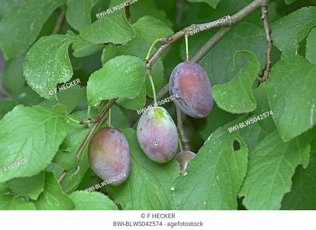 European plum Prunus domestica, fruits, plums
