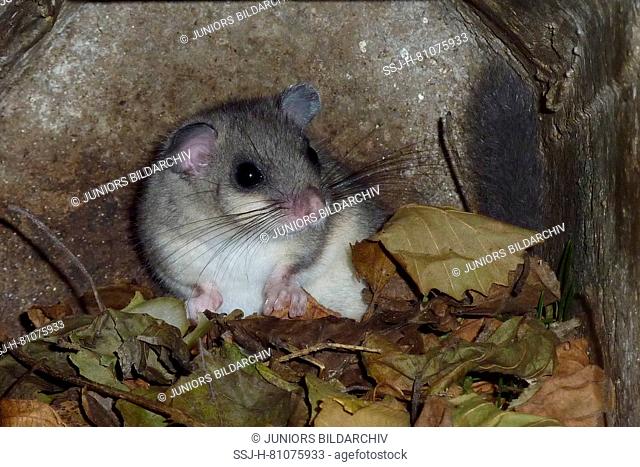Edible Dormouse (Glis glis). Dormice only stay in summer quarters until daytime and nighttime temperatures remain near freezing or below