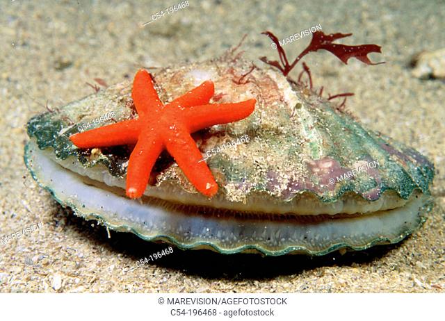 Clam (Chlamys varia) and Starfish (Echinaster sepositus) . Galicia. Spain