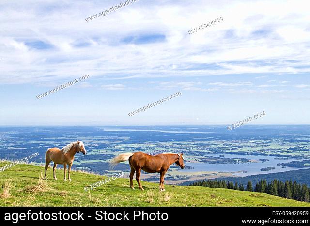 Pferde verbringen den Sommer auf einer Bergwiese unterhalb des Gipfels des Hinteren Hörnles in Oberbayern