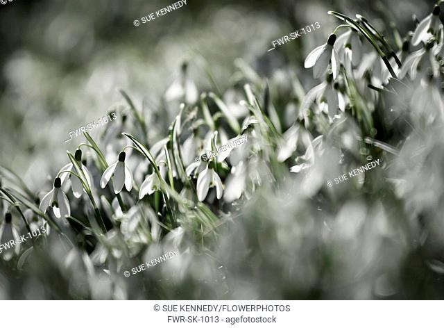 Snowdrop, Common snowdrop, Galanthus nivalis, Small white flowers growing outdoor in woodland