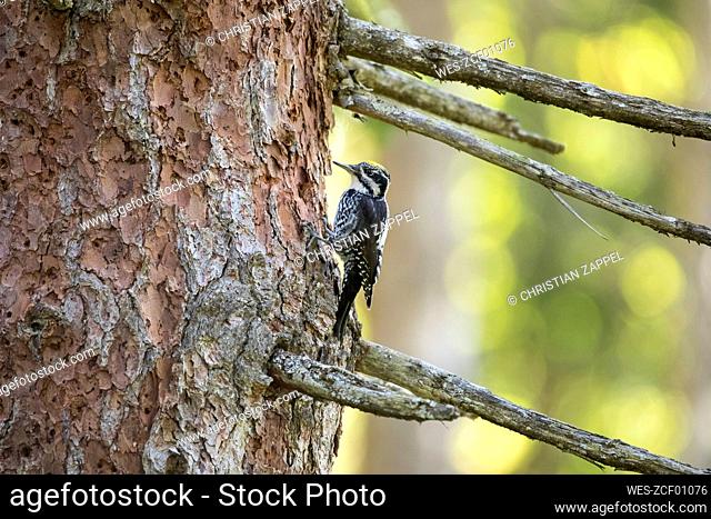 Eurasian three-toed woodpecker (Picoides tridactylus) perching on tree trunk