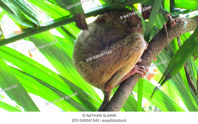 Philippinen Koboldmaki (Carlito syrichta) is sitting in a bright green tree with lots of leaves on a sunny day at the sanctuary in Bohol