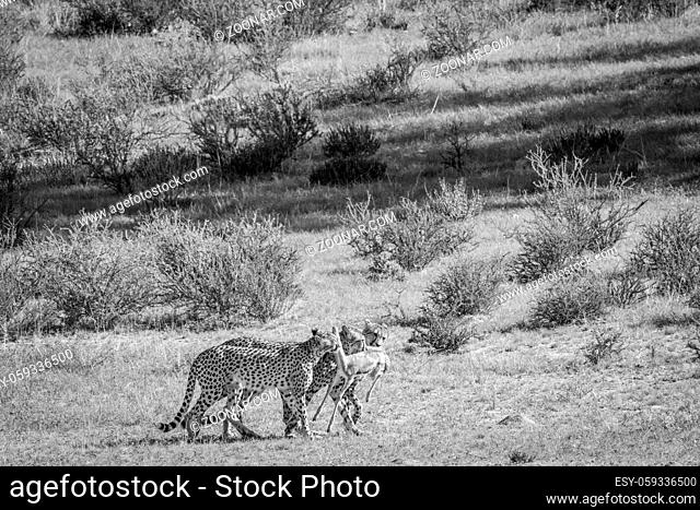 Cheetahs with a baby Springbok kill in in black and white in the Kgalagadi Transfrontier Park, South Africa