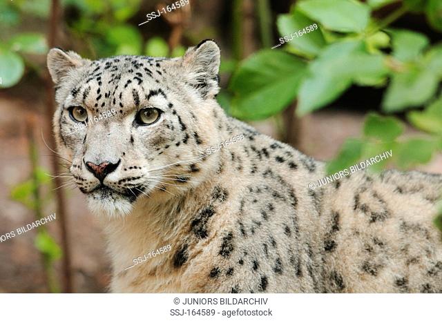 snow leopard - portait / Uncia uncia
