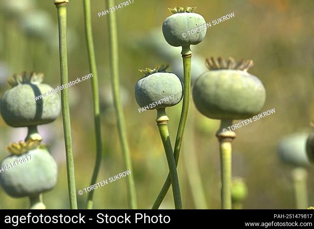 Schleswig, the capsules of the opium poppy (Papaver somniferum) in a wildflower bed on a vacant private property. Eudicotyledons