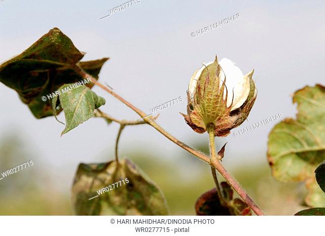 Agriculture , Cotton Bulbs on plant in Farm , Akola , Maharashtra , India