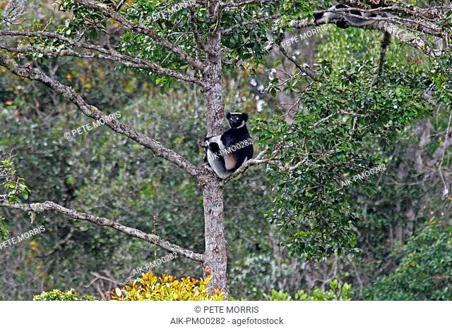 Critically Endangered Indri (Indri indri), also known as babakoto, perched in canopy of tropical rainforest in Madagascar