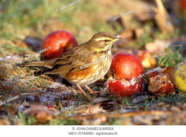 REDWING - on ground by apples (Turdus iliacus)