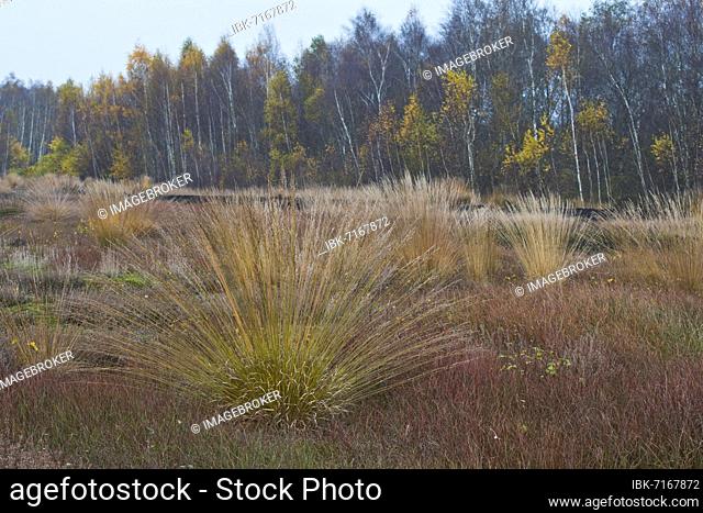 Purple moor grass (Molinia caerulea) in the moor, Emsland, Lower Saxony, Germany, Europe