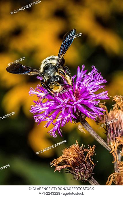 Mason Bee (Osmia sp.) Feeding on Ironweed (Vernonia noveboracensis) Flowe