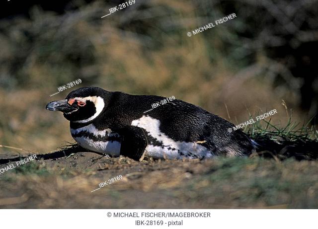 Magellanic penguin Sphenicus magellanicus on Isla Magdalena Patagonia Chile