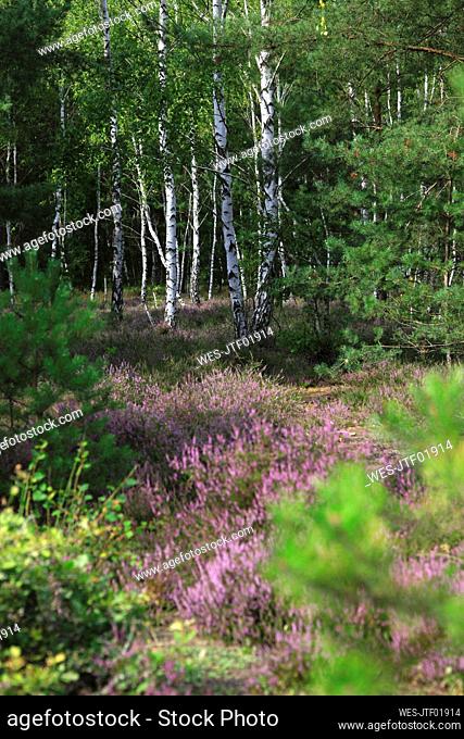 Heather blooming in birch forest