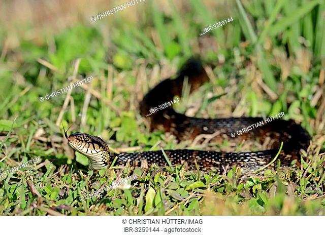 Florida Banded Water Snake (Nerodia fasciata pictiventris), flicking its tongue