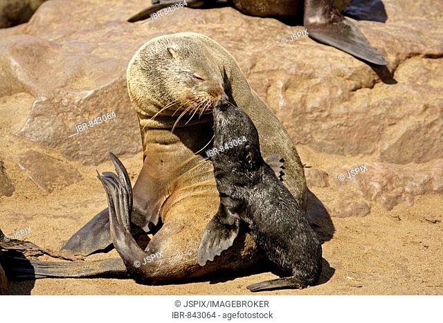 Brown Fur Seal, Cape Fur Seal or South African Fur Seal (Arctocephalus pusillus) adult cow recognising her pup through the sense of smell, Cape Cross, Namibia