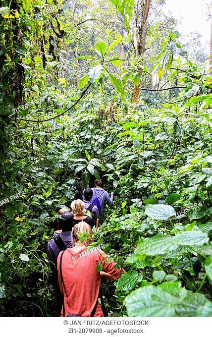 tourists on their way to the gorillas in Bwindi Impenetrable forest, Uganda