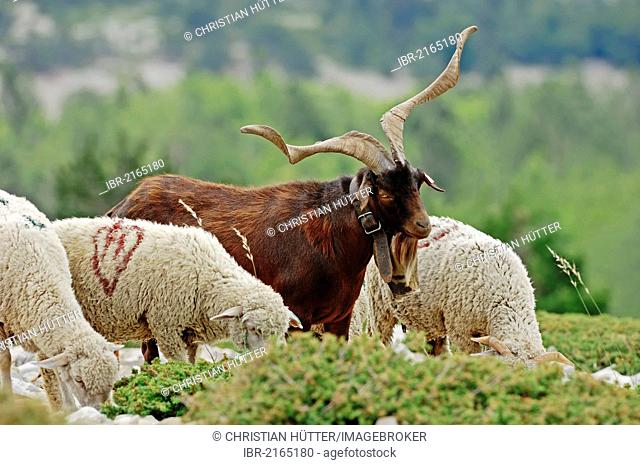 Rove Goat or billy goat and Merino Sheep, Provence, Southern France, France, Europe