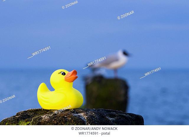 rubber duck and sea gull