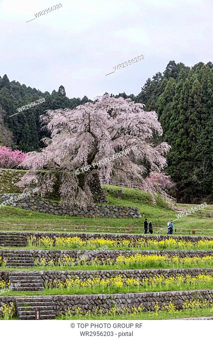 Matabei Cherry Blossoms, Uda, Japan