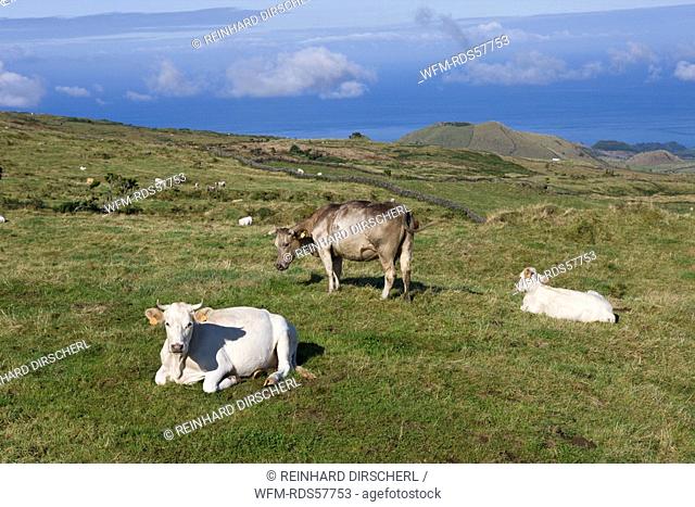 Cows on the Field, Bos taurus, Pico Island, Azores, Portugal
