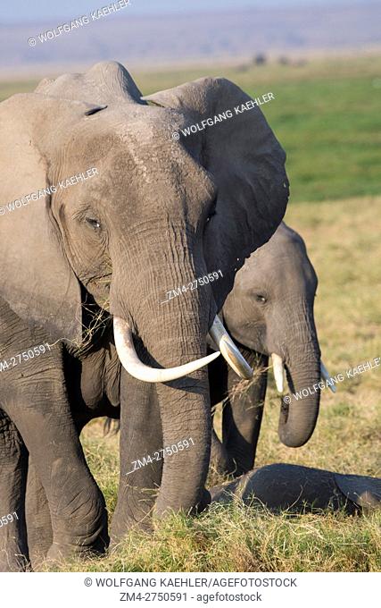 African elephant (Loxodonta africana) feeding on grass in Amboseli National Park in Kenya