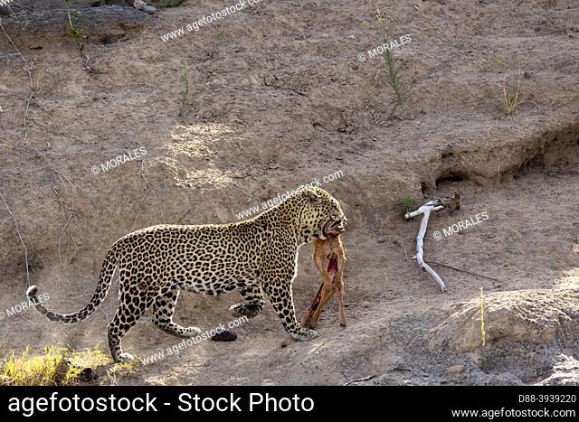 Africa, East Africa, Kenya, Masai Mara National Reserve, National Park, Leopard (Panthera pardus pardus), transports its prey, a baby topi, to a safer place