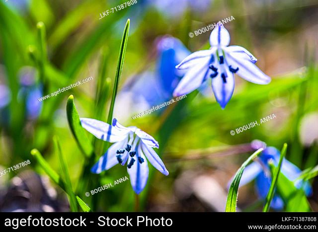 First spring blue Scilla siberica flowers in a wild forest