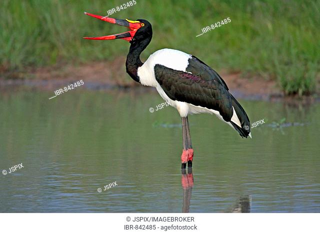 Saddle-billed Stork (Ephippiorhynchus senegalensis), adult standing in water with gaping mouth, Sabi Sand Game Reserve, South Africa