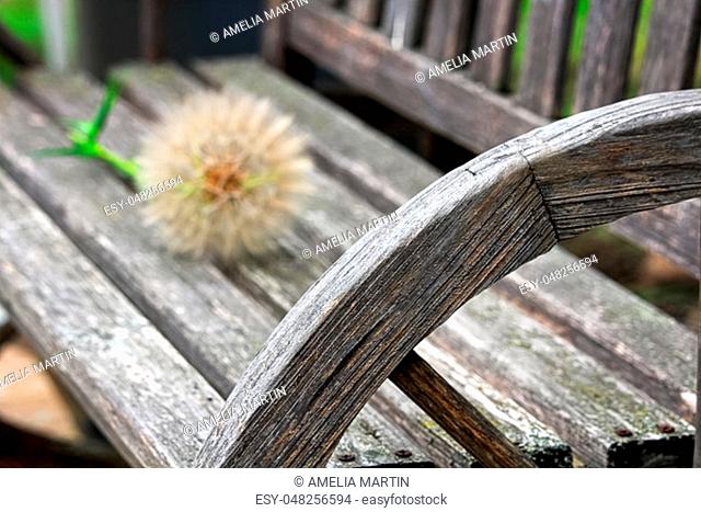 A large tragopogon head blurred in the background of a bench