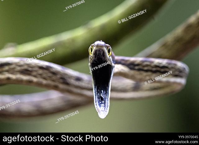 Brown Vine Snake (Oxybelis aeneus) opening its mouth in threat display showing black oral mucosa. - La Laguna del Lagarto Eco-Lodge, Boca Tapada, Costa Rica