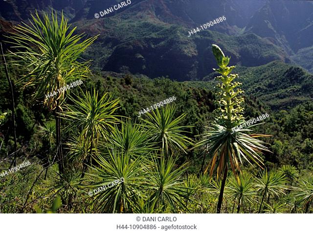 wilkesia gymnoxiphium, iliau, Kauai Island, Hawaii, USA, United States, America, plant