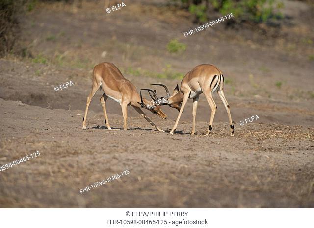 Impala (Aepyceros melampus) two young males, sparring, Chobe River, Chobe N.P., Botswana, June