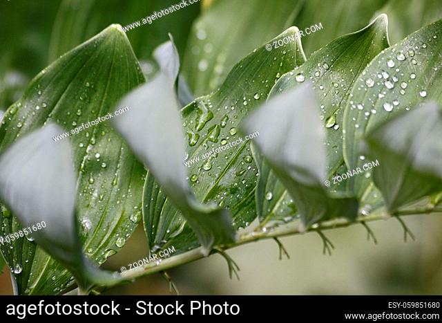 Salomonssiegel (nasse Blätter)