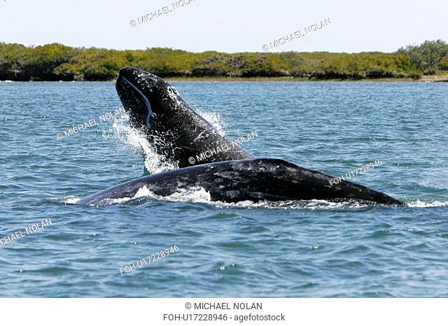 California Gray Whale Eschrichtius robustus calf breaching next to its mother in the calm waters of Bahia Magdalena, Baja California Sur, Mexico