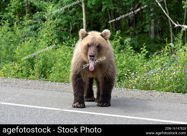 Hungry Kamchatka brown bear put his tongue out of his mouth, stands on asphalt road. Eurasia, Russian Far East, Kamchatka Peninsula