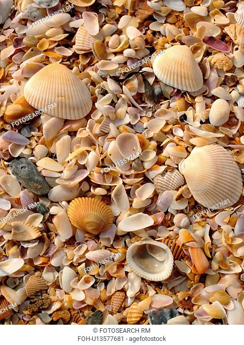FL, Florida, Atlantic Ocean, Flagler Beach, close-up of seashells on the beach