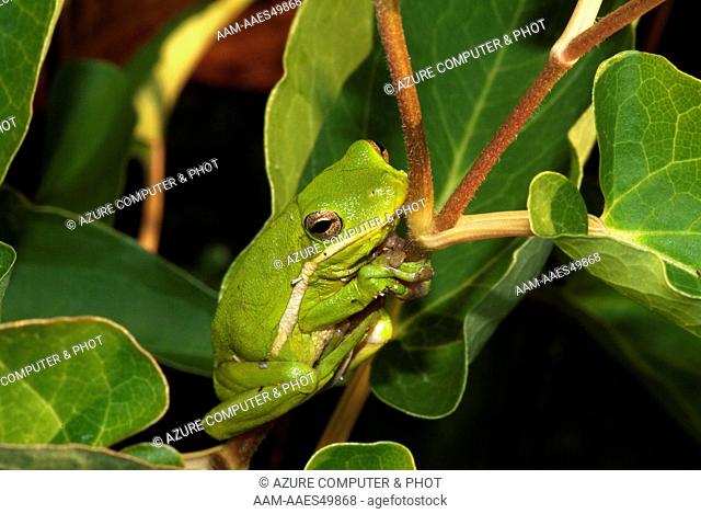 Green Treefrog (Hyla cinerea) Grand Lake Estates, TX, Texas