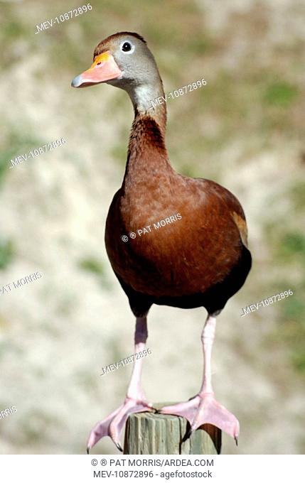 Black-bellied Tree Duck / Black-bellied Whistling Duck (Dendrocygna autumnalis). southern USA central and northern South America