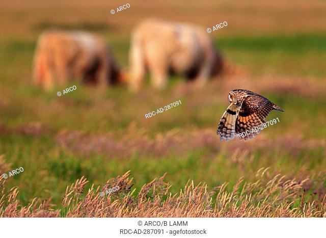 Long-eared Owl, island Langeoog, Lower Saxony, Germany / Asio otus