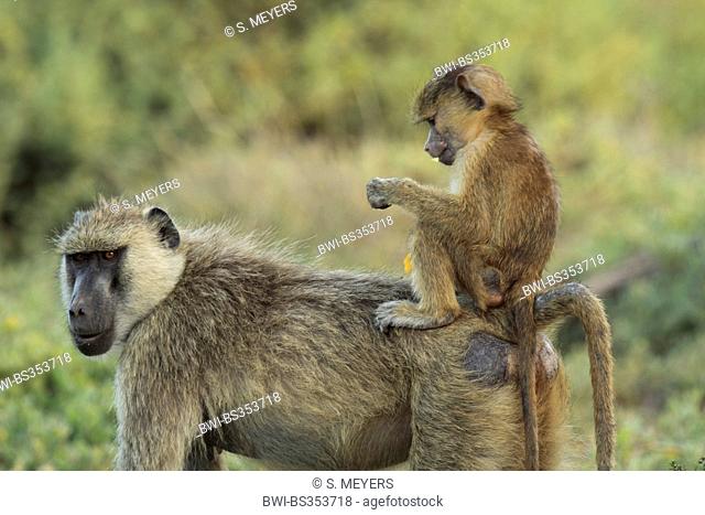 yellow baboon, savannah baboon, anubius baboon, olive baboon (Papio anubis, Papio cynocephalus anubis), baboon mother and baby, Kenya, Samburu National Reserve