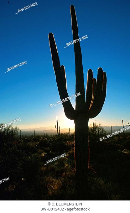 saguaro cactus (Carnegiea gigantea, Cereus giganteus), in backlight, USA, Arizona, Saguaro National Park
