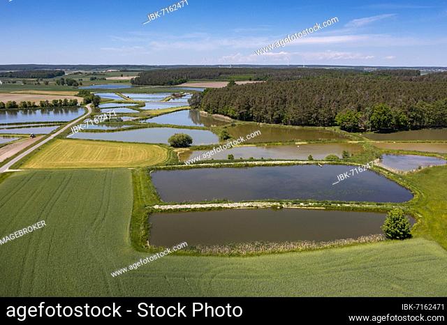 Fish ponds, carp ponds, carp breeding, near Gottesgab, Uehlfelder Carp circular trail, Uehlfeld, Aischgrund, Middle Franconia, Franconia, Germany, Europe