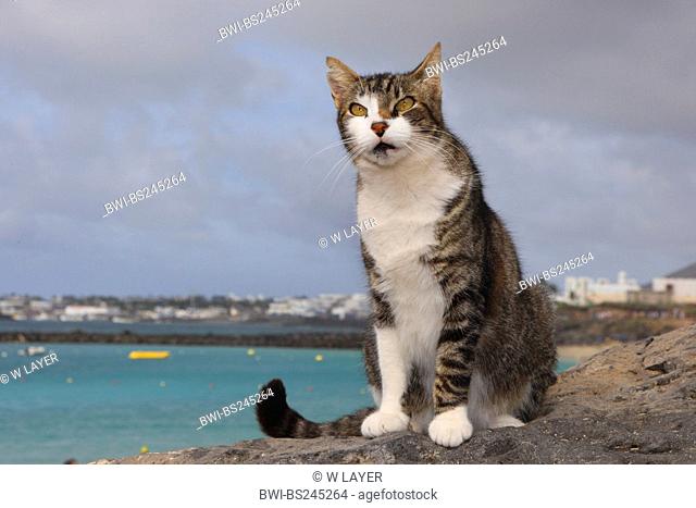 domestic cat, house cat Felis silvestris f. catus, sitting on a wall, Canary Islands, Lanzarote